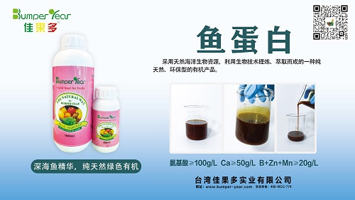 鱼蛋白小.jpg