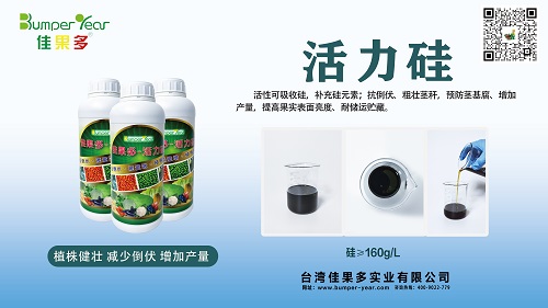 活力硅小.jpg